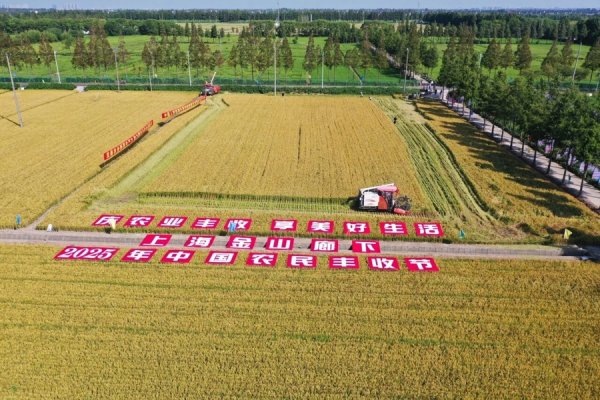 创赢策略 定啦！2025中国农民丰收节上海主会场就在金山廊下