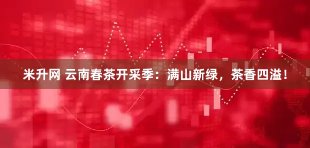 米升网 云南春茶开采季：满山新绿，茶香四溢！